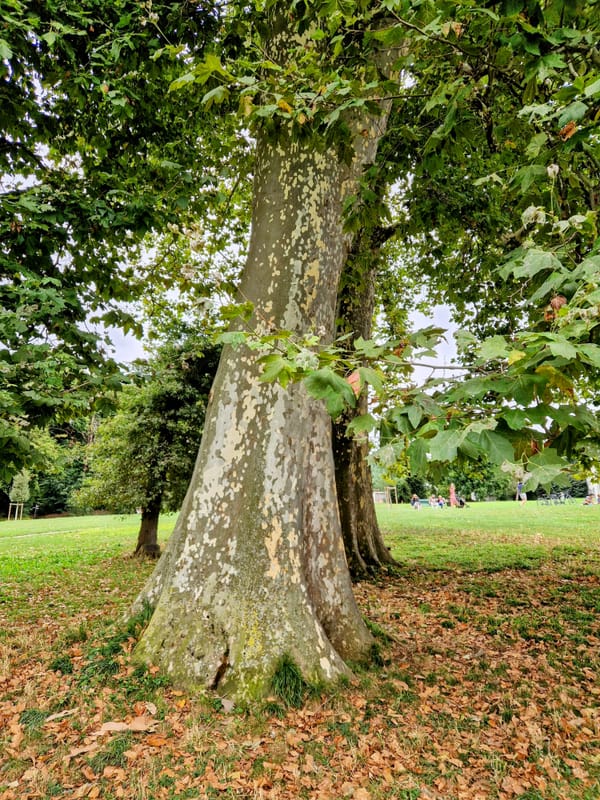 Tree with autumn leaves