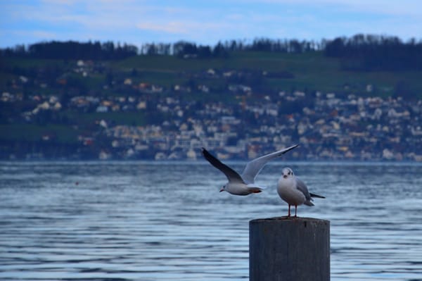 A bird flying past a stationery bird perched on a wooden plank